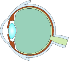 眼の断面図